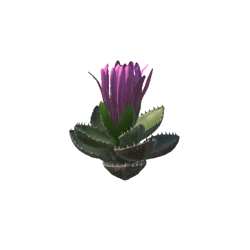 Flower_Faucaria tigrina4 5